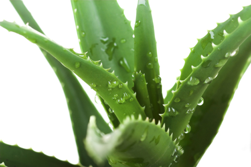 The Benefits and Natural Uses of Aloe Vera