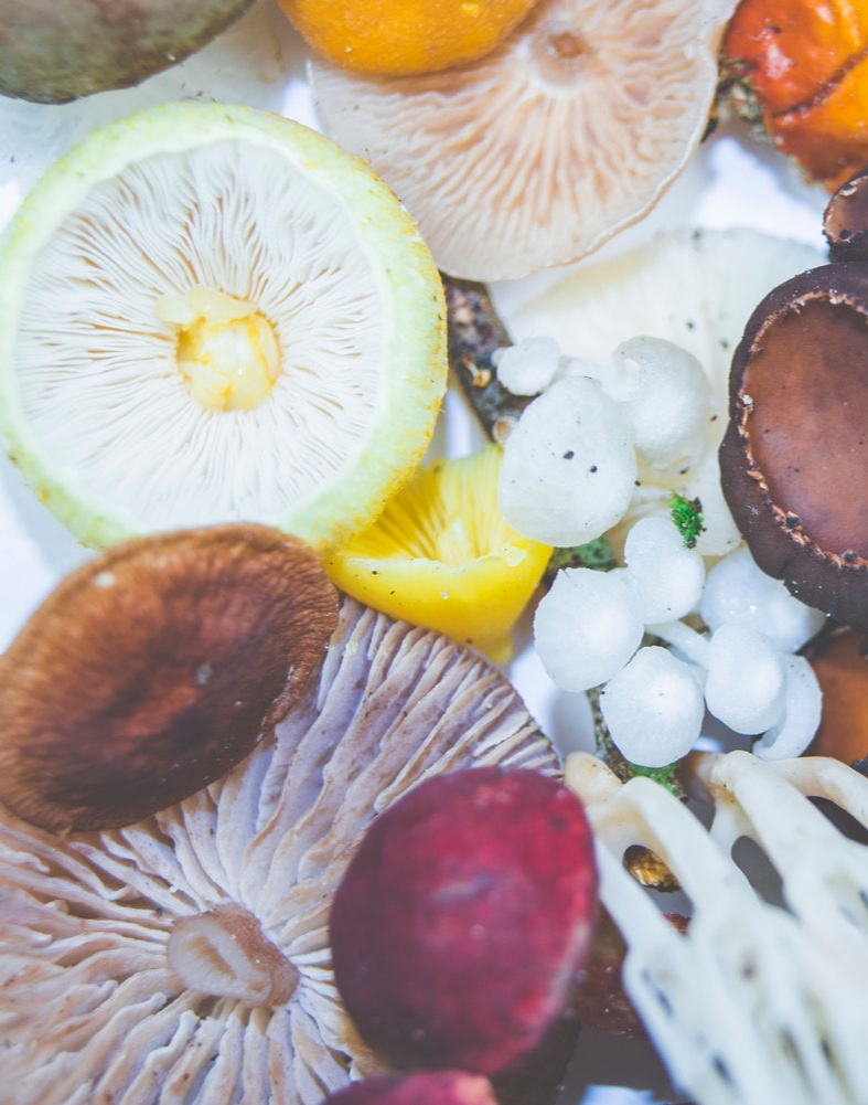 6 Medicinal Mushrooms That Boost Immunity, Digestion, and Help Combat Aging.
